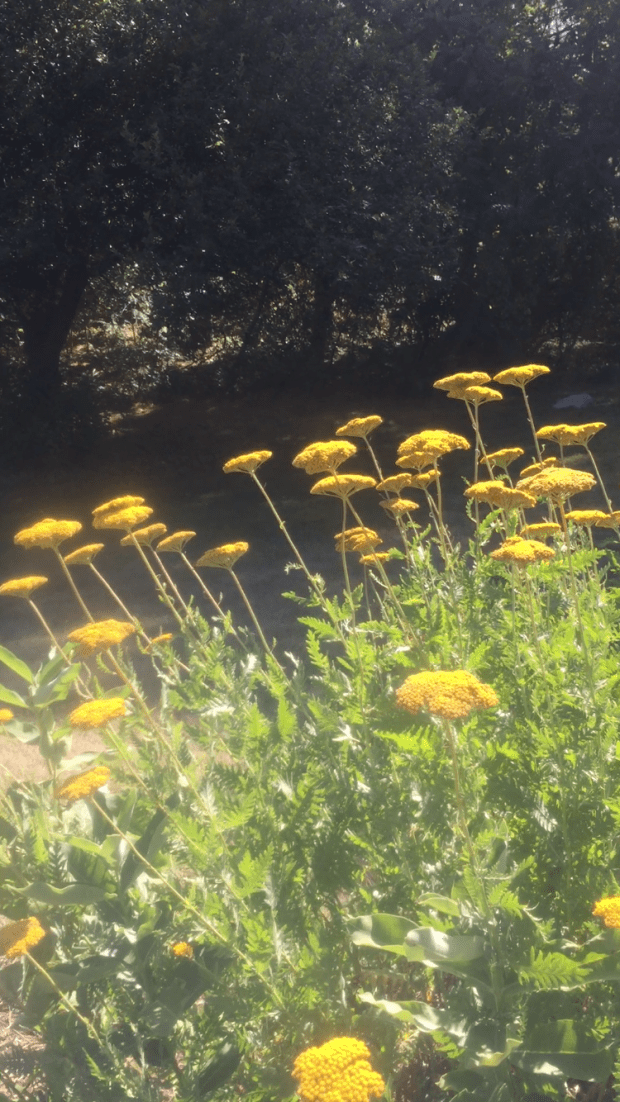 The Walden Moon Flowers August