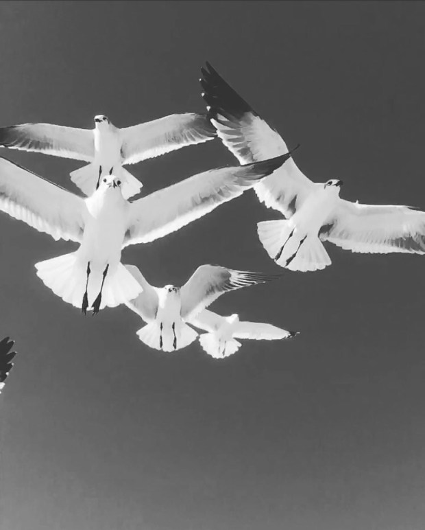 Birds 1 By Kelly Walden of The Walden Moon