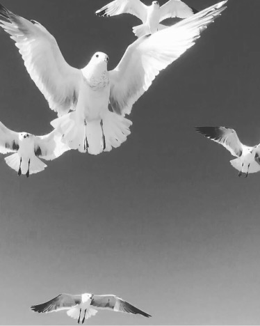 Birds 2 By Kelly Walden of The Walden Moon