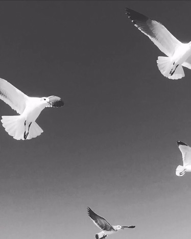 Birds 5 By Kelly Walden of The Walden Moon